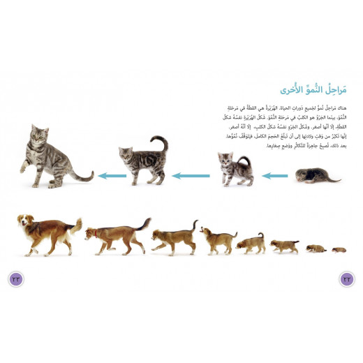 Collins Big Cat Arabic – Life Cycles