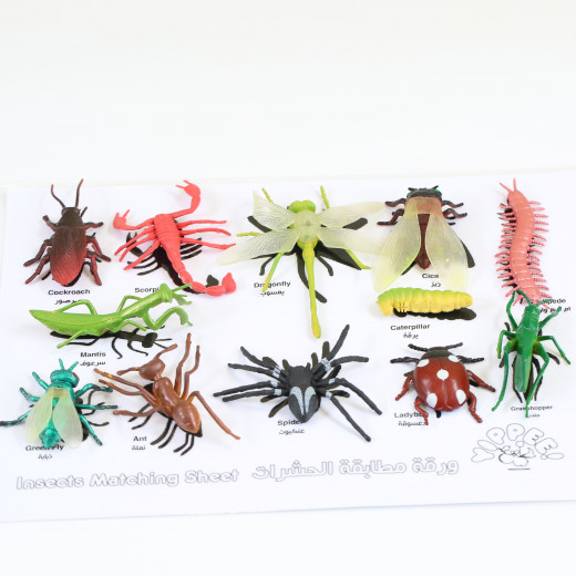 مجموعة عالم الحشرات من يبيي