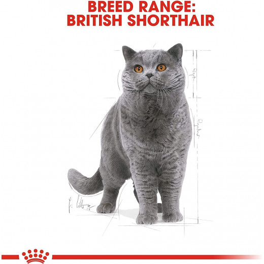 Royal Canin British Shorthair Cat Food, 4 Kg