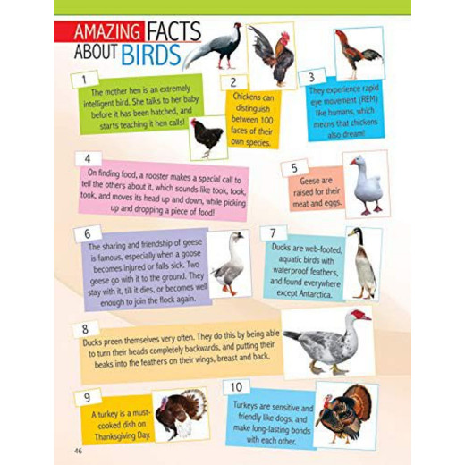 كتاب تعليمي - الحيوانات والطيور من دريم لاند