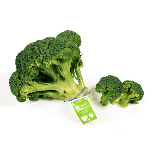 Head Fresh Broccoli, 700-800 Gm